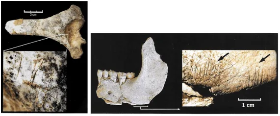 Figura 3. Marcas de corte realizadas sobre el extremo distal de un húmero y en una mandíbula. Fuente: Caballero Sastre, 2020:42.