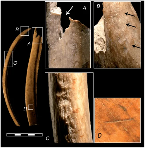Figura 5. Costilla fracturada, apreciándose dos muescas por mordedura humana en A y B. Fuente: Aura Tortosa et al., 2010: 173.