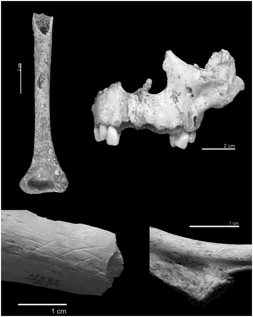 Figura 1. Restos con marcas antrópicas por percusión e incisión. Fuente: Carbonell et al., 2010:544.