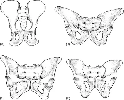 Vista frontal de la pelvis de un chimpancé (A), la pelvis del individuo AL-288-1 (Lucy, B), una pelvis femenina de Homo sapiens (C) y una pelvis masculina de Homo sapiens (D). Extraído de Lovejoy (2005).