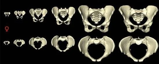 Vista anterior y superior de pelvis femenina de Homo sapiens en diferentes etapas del desarrollo (modificado de Huseynov et al., 2016).
