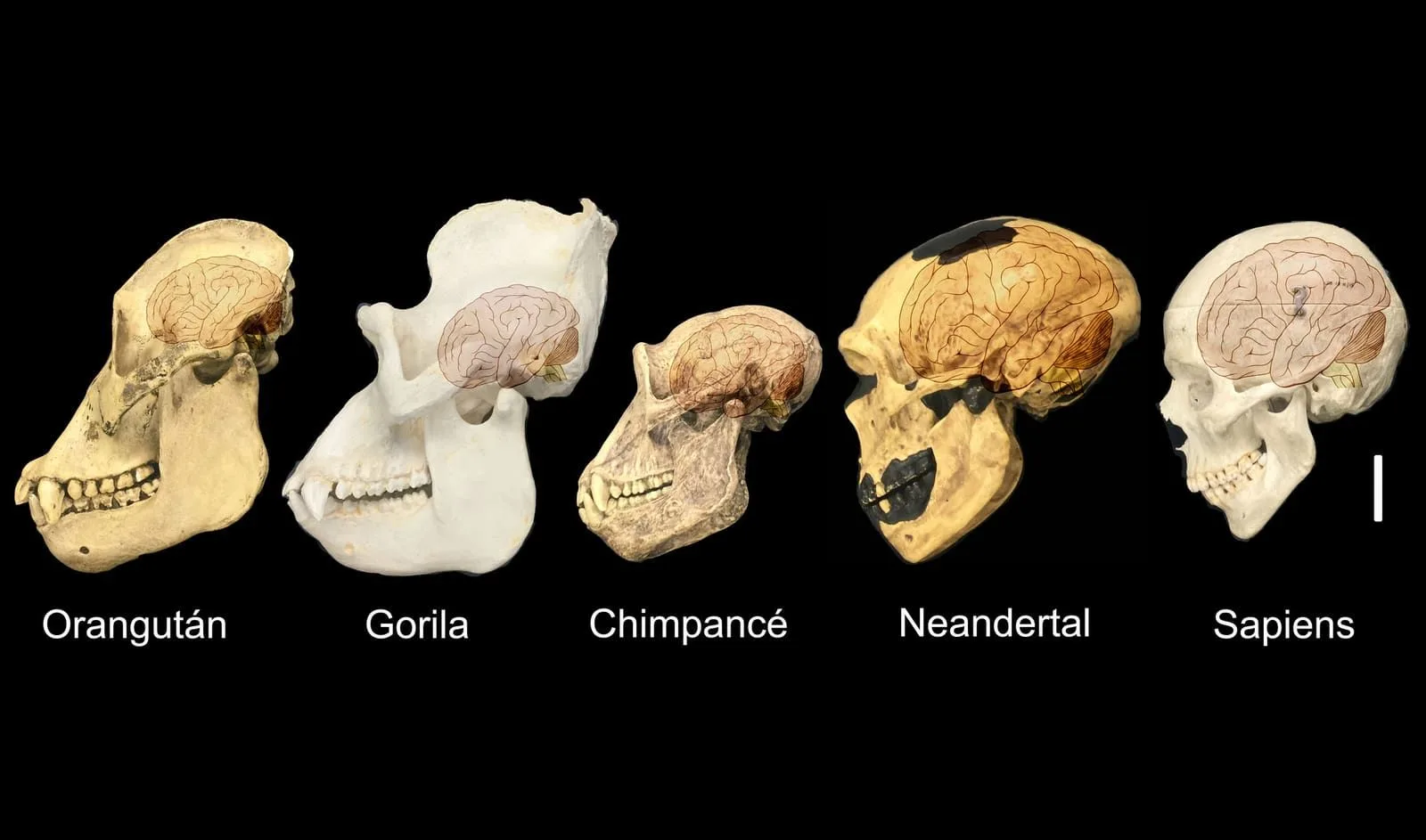Comparación del tamaño del cerebro de diferentes primates. Fuente