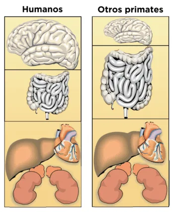 Comparación del tamaño de los principales órganos entre primates humanos y primates no humanos. Imagen extraída de Mateos Cachorro y Rodríguez (2010).