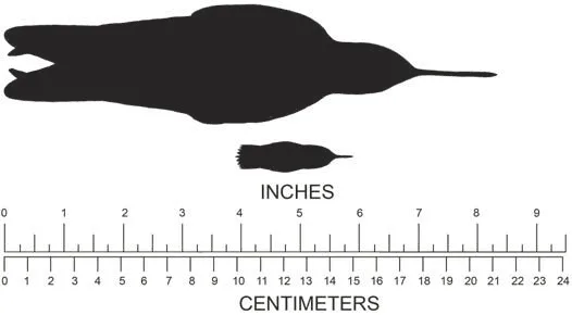 Figura 4. Tamaño máximo y mínimo que puede tener un colibrí, entre 5 y 22cm. Tomado de West y Butler (2010:17).