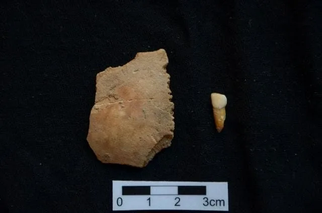 Fragmento de parietal humano y diente recuperado en la Cova de les Teixoneres. Fotografía realizada por Florent Rivals.