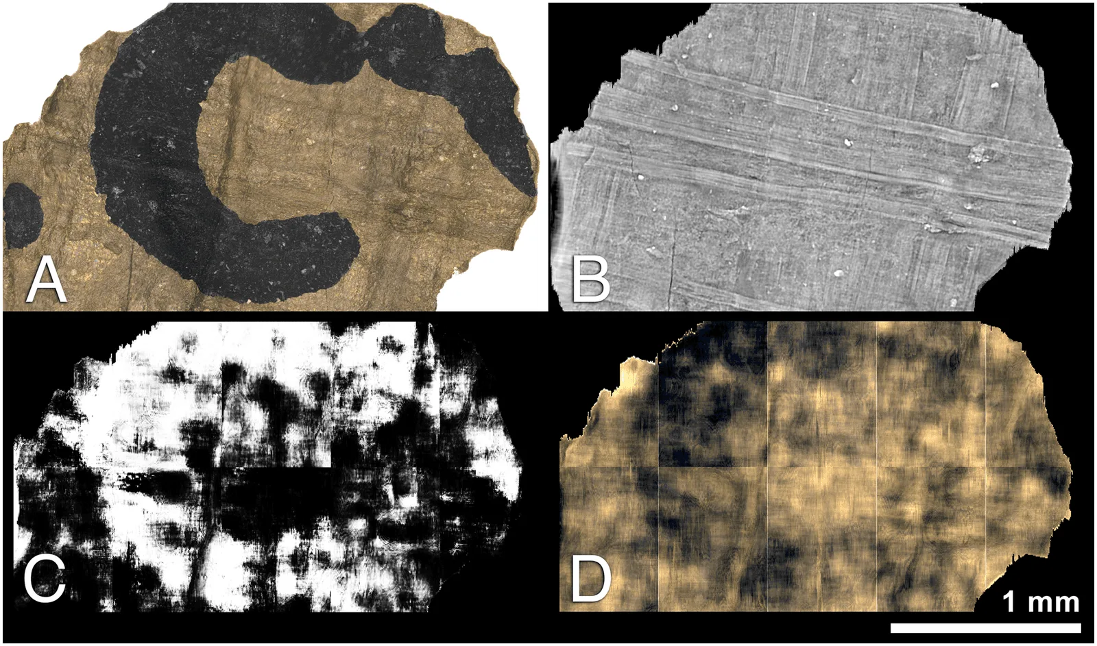 Figura 2. Resultados del pergamino de Herculano de Seales. Fuente: Parker et al., 2019.