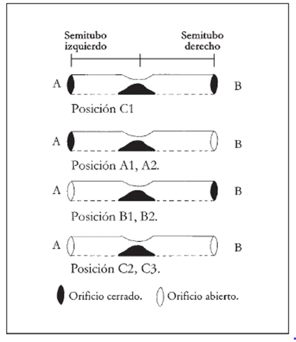 Figura 3. Representación de la posible digitación de las flautas (Shady, 2003, p. 297).