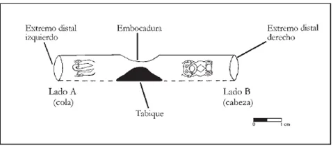 Figura 2. Estructura de la flauta (Shady, 2003, p. 296).