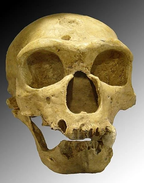 Figura 1. Cráneo de Homo neanderthalensis descubierto en La Chapelle-aux-Saints (Francia). Fuente.