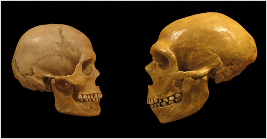 Figura 3. Comparación de cráneo sapiens (izquierda) y neandertal (derecha). Fuente.