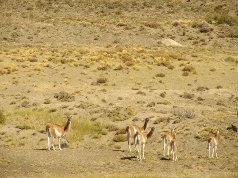 Figura 2. Guanacos en la Patagonia actual. Fotografía de Diego Tirira. Creative Commons Attribution-Share Alike 2.0 Generic. Fuente.