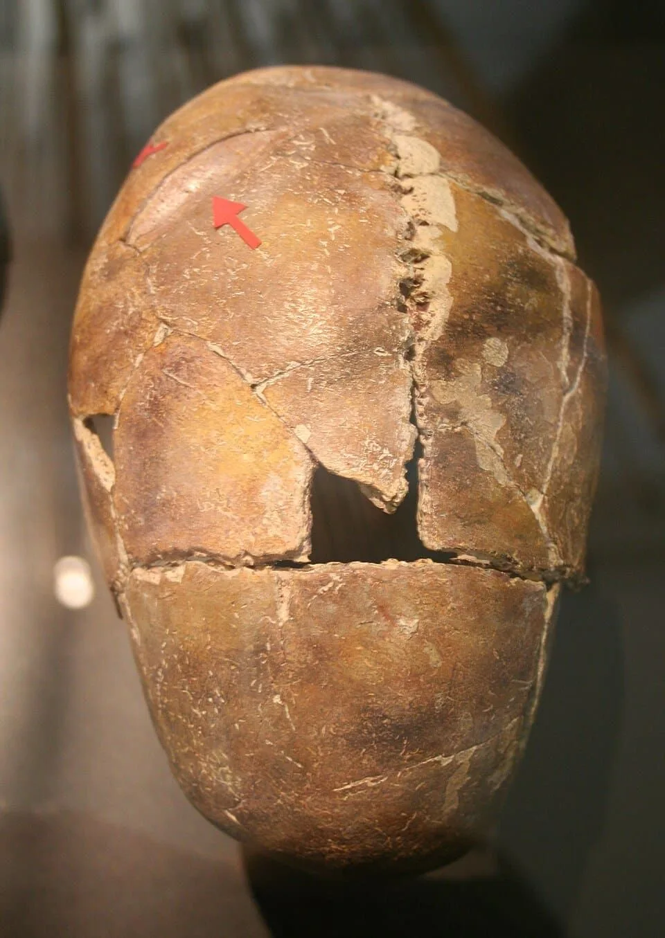 Figura 2 El cráneo de un hombre de unos 20 a 30 años asesinado en la Masacre de Talheim. Museo Nacional De Württemberg, Stuttgart. Creative Commons Atribución-CompartirIgual (CC BY-SA 4.0) (Fuente)