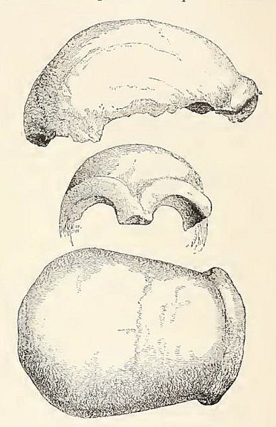 El Homo neanderthalensis: Teorías sobre su extinción