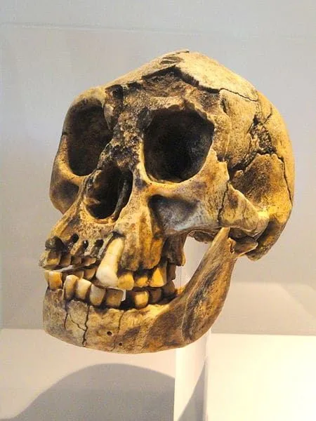 ¿Existieron los hobbits? El caso de la isla de Flores